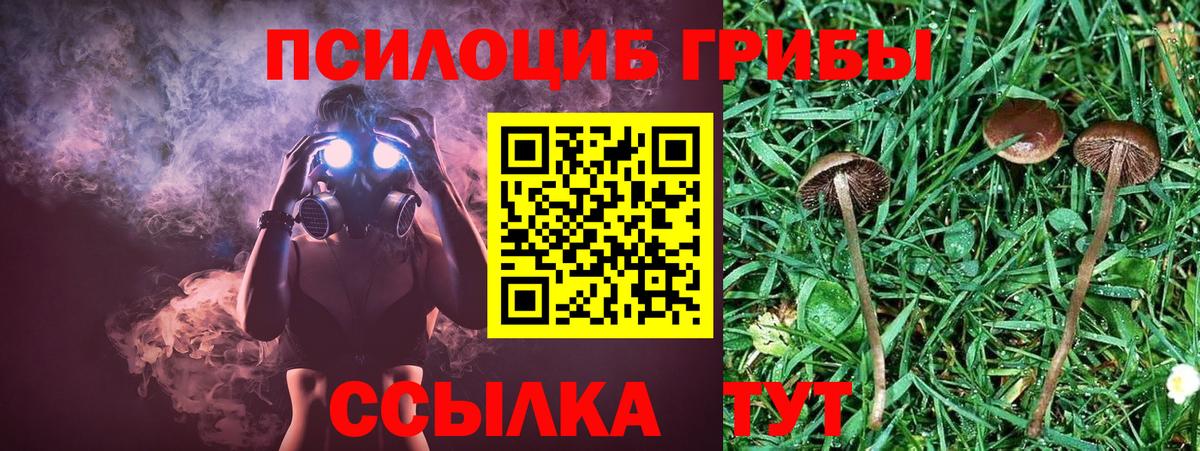 Псилоцибиновые грибы Psilocybe Новосибирск